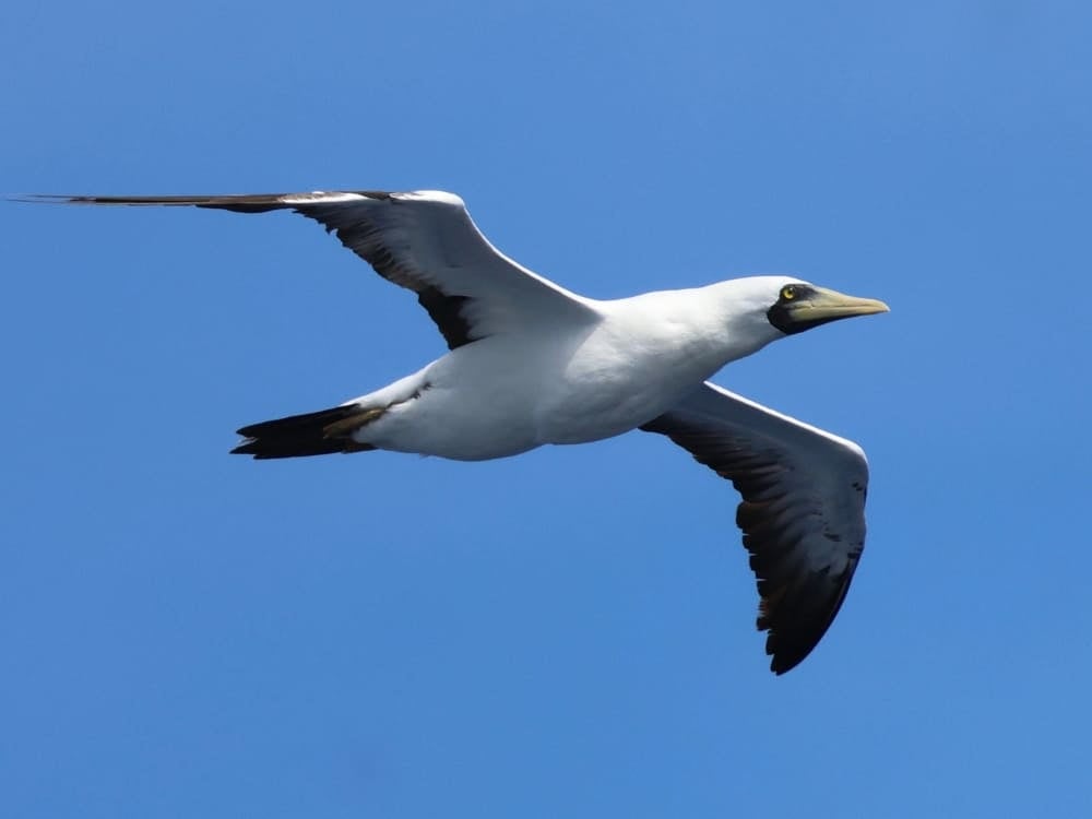 Un oiseau marin fou masqué avec des plumes blanches et un masque noir autour de son bec orange plane dans les airs, représentant les animaux du Brésil côtiers. Un oiseau marin fou masqué avec des plumes blanches et un masque noir autour de son bec orange plane dans les airs, représentant les animaux du Brésil côtiers.