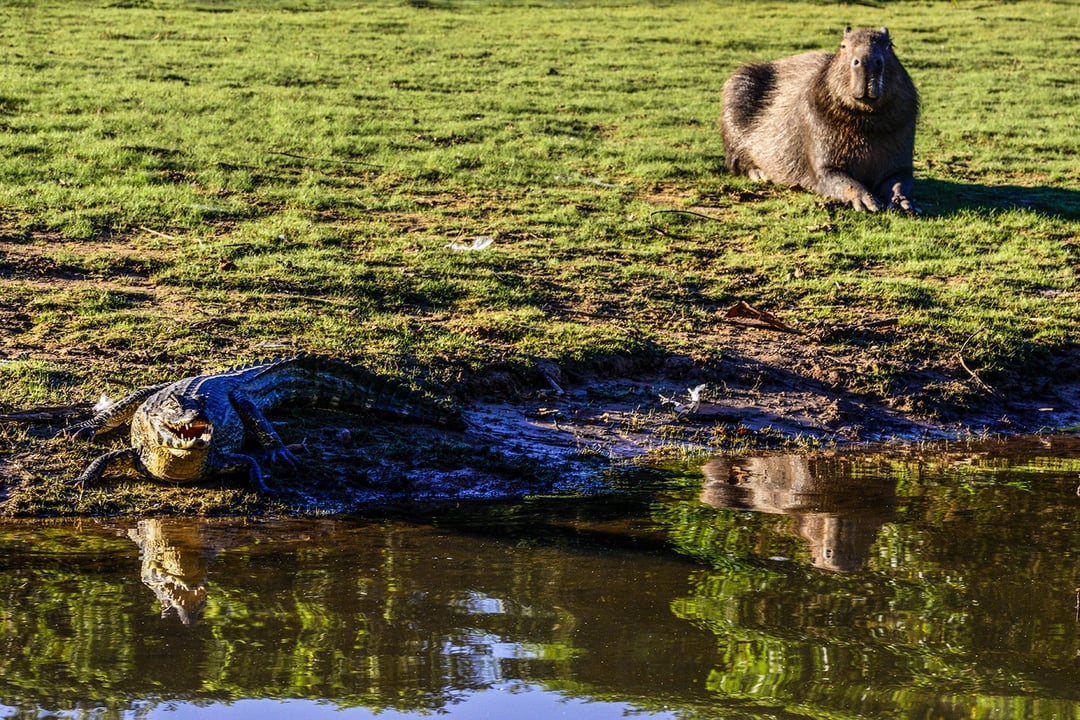 Een capibara die uitrust in het gras bij een kaaiman aan de waterkant, typerend voor de diverse wilde dieren in de Pantanal wetlands. Een capibara die uitrust in het gras bij een kaaiman aan de waterkant, typerend voor de diverse wilde dieren in de Pantanal wetlands.