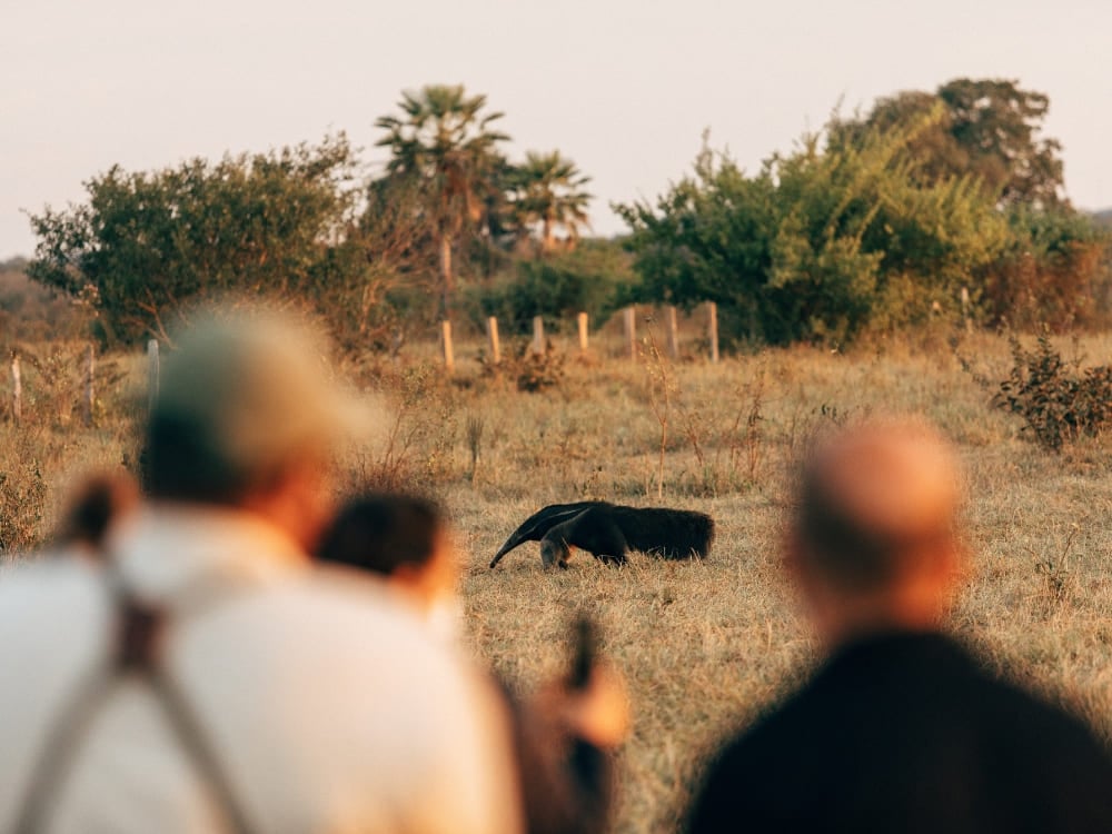 Zwei unscharfe Fotografen im Vordergrund fotografieren während einer Pantanal-Fototour einen Großen Ameisenbären, der durch niedrige Vegetation läuft. Zwei unscharfe Fotografen im Vordergrund fotografieren während einer Pantanal-Fototour einen Großen Ameisenbären, der durch niedrige Vegetation läuft.