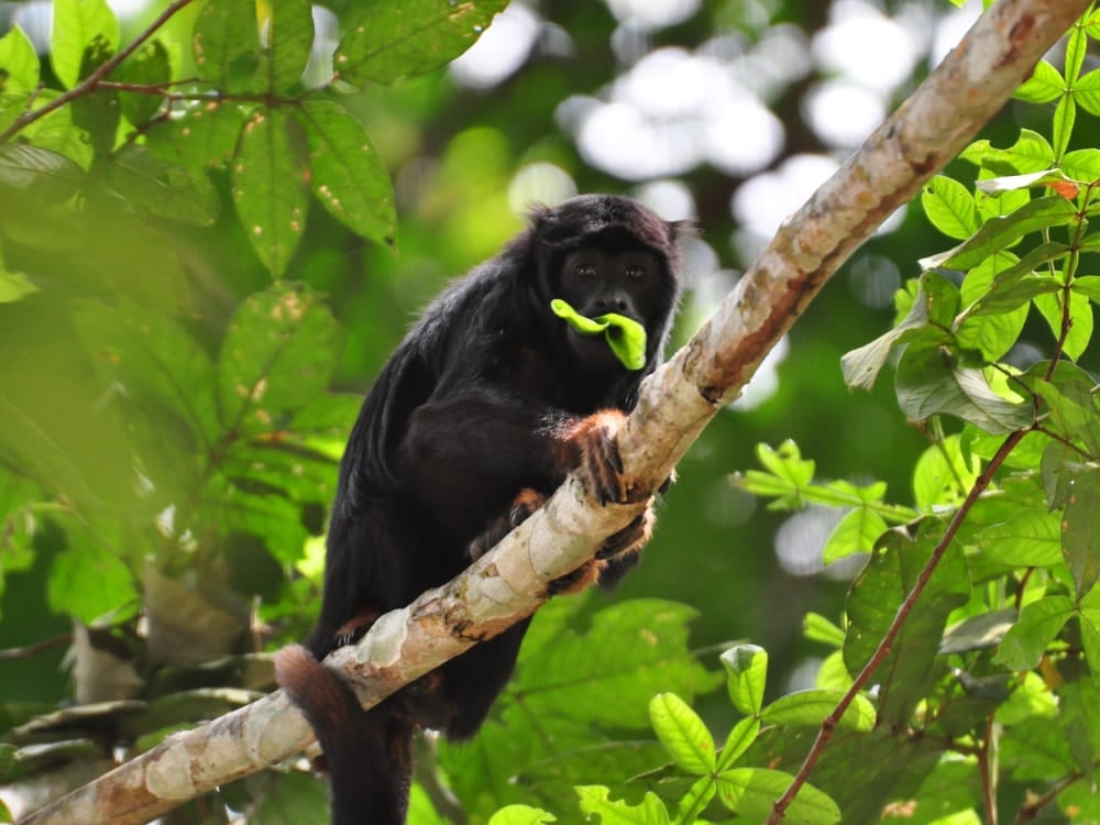 Un singe hurleur à mains rousses au pelage noir et aux mains rousses orangées tient une feuille verte, représentant la faune du Brésil. Un singe hurleur à mains rousses au pelage noir et aux mains rousses orangées tient une feuille verte, représentant la faune du Brésil.