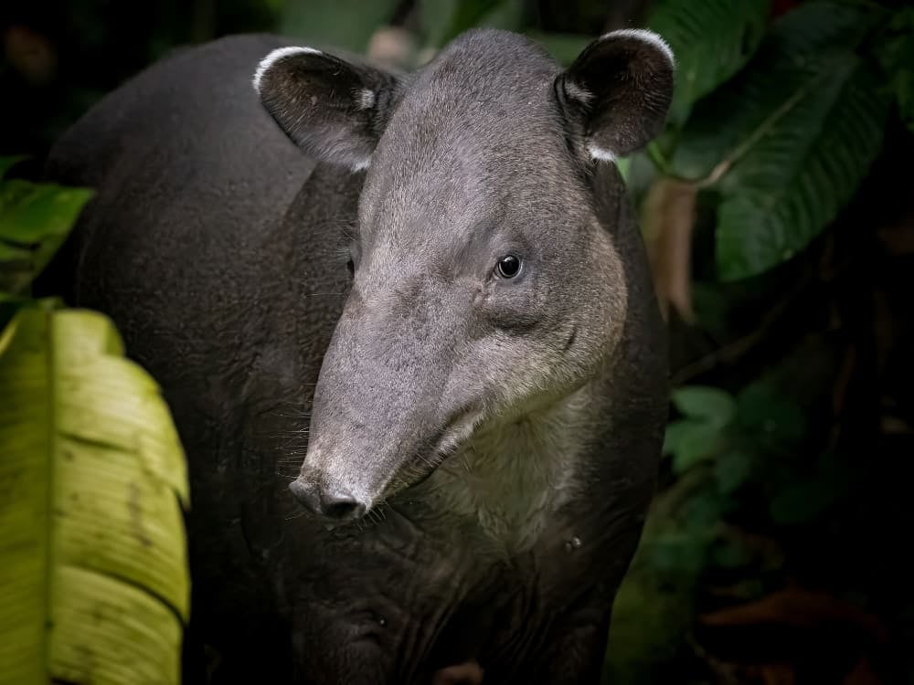 Un tapir trapu avec une peau grise et une courte trompe se tient dans la végétation luxuriante, l'un des plus grands animaux brésiliens. Un tapir trapu avec une peau grise et une courte trompe se tient dans la végétation luxuriante, l'un des plus grands animaux brésiliens.