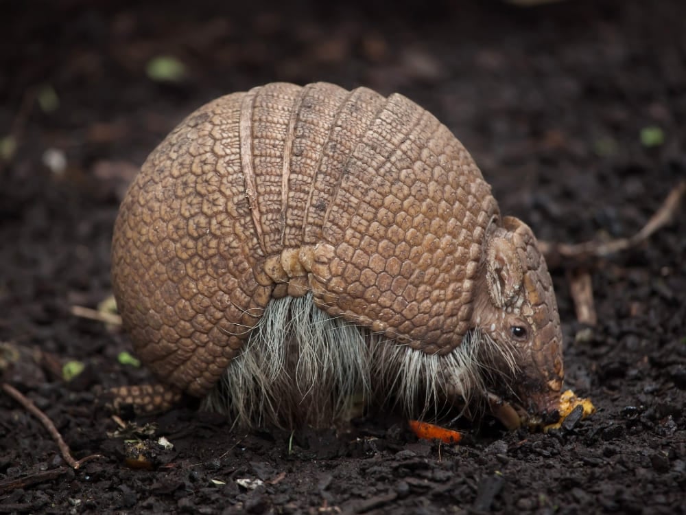 Un tatou à trois bandes avec une carapace coriace texturée cherche sa nourriture sur le sol sombre, un spécimen de la faune du Brésil. Un tatou à trois bandes avec une carapace coriace texturée cherche sa nourriture sur le sol sombre, un spécimen de la faune du Brésil.