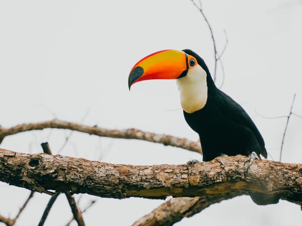 Un toucan toco au plumage noir et blanc et à l'énorme bec orange vif se repose sur une branche épaisse, l'un des plus beaux animaux du Brésil. Un toucan toco au plumage noir et blanc et à l'énorme bec orange vif se repose sur une branche épaisse, l'un des plus beaux animaux du Brésil.