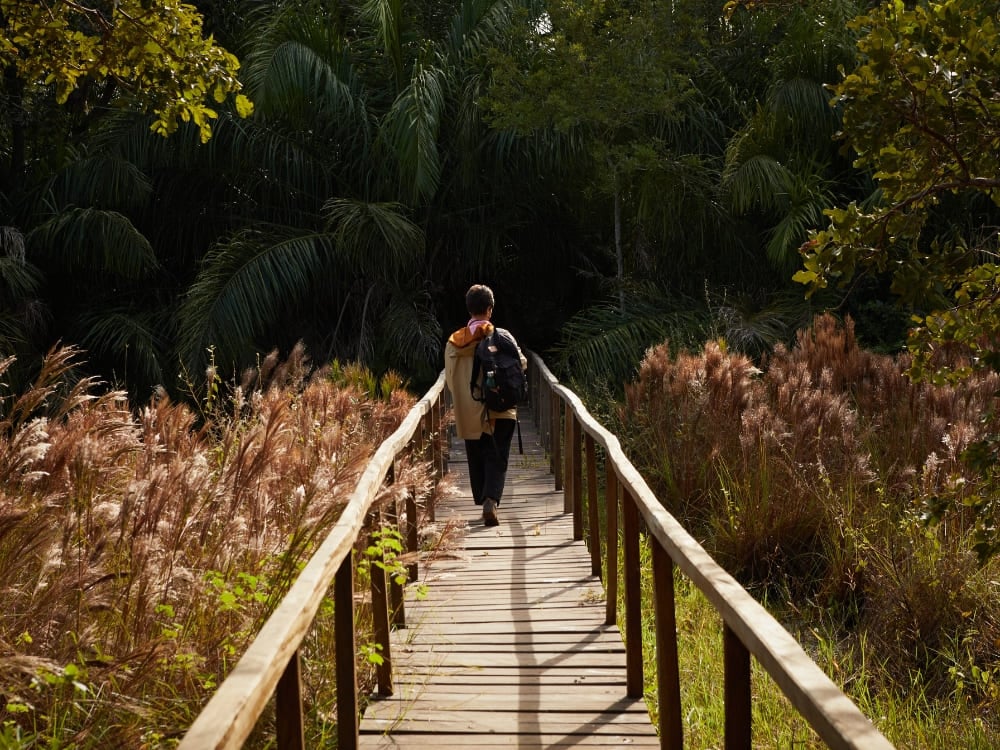 Eine Person in leichter Kleidung und mit Rucksack spaziert auf einem Holzsteg, umgeben von hoher Vegetation. Eine Person in leichter Kleidung und mit Rucksack spaziert auf einem Holzsteg, umgeben von hoher Vegetation.