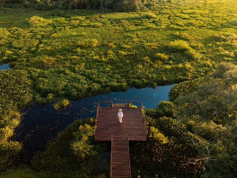 Luftaufnahme einer Person, die am Rand einer Holzterrasse über dem Wasser steht, umgeben von den grünen, überfluteten Gebieten des Bioms. Luftaufnahme einer Person, die am Rand einer Holzterrasse über dem Wasser steht, umgeben von den grünen, überfluteten Gebieten des Bioms.