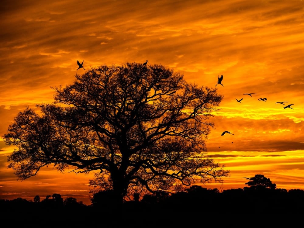 Silhouette eines großen Baumes und fliegender Vögel vor einem leuchtend orange-gelben Himmel während eines warmen Pantanal-Sonnenuntergangs. Silhouette eines großen Baumes und fliegender Vögel vor einem leuchtend orange-gelben Himmel während eines warmen Pantanal-Sonnenuntergangs.