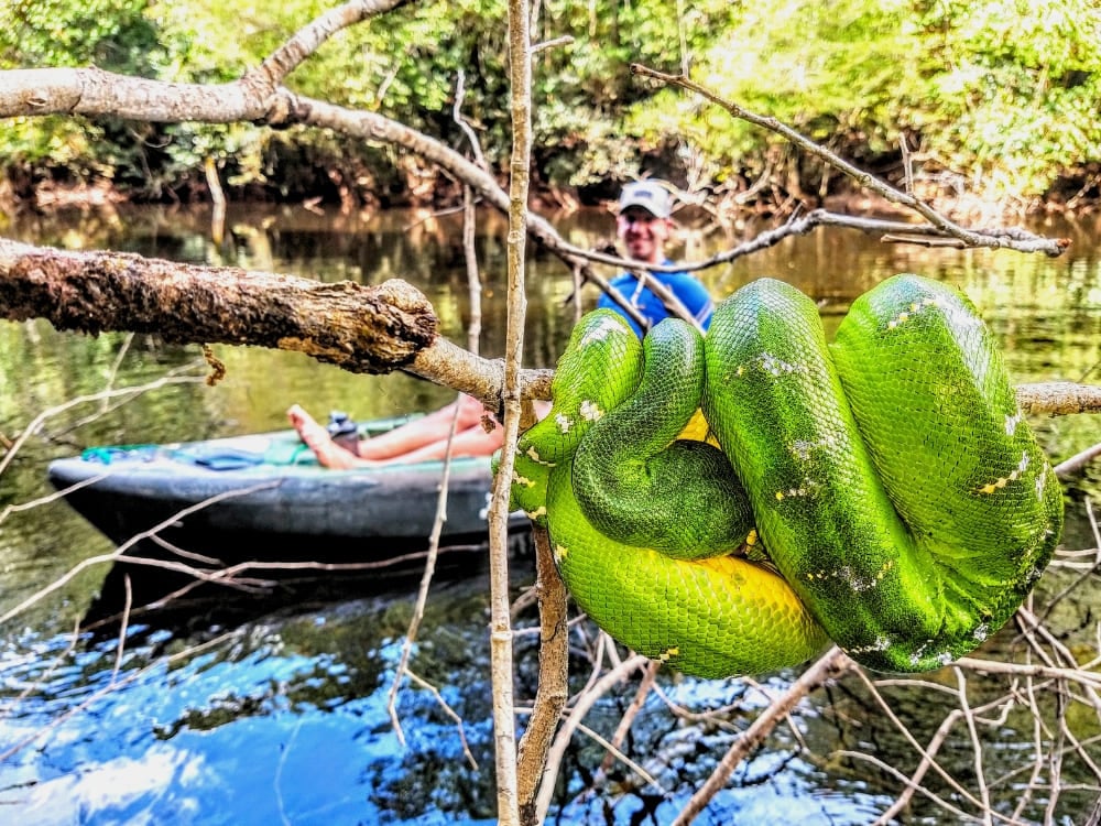 Un grand serpent vert enroulé sur une branche au-dessus de l'eau, avec une personne en kayak en arrière-plan dans la jungle amazonienne. Un grand serpent vert enroulé sur une branche au-dessus de l'eau, avec une personne en kayak en arrière-plan dans la jungle amazonienne.