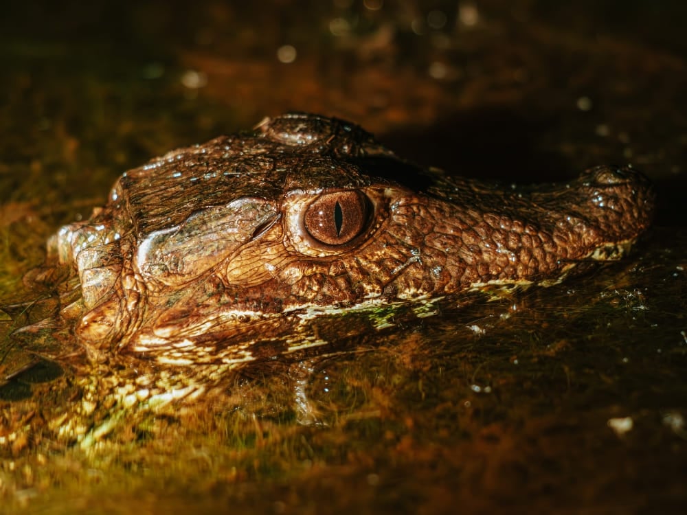 La tête texturée et les yeux d'un caïman émergeant de la surface de l'eau sombre lors d'une excursion d'observation nocturne. La tête texturée et les yeux d'un caïman émergeant de la surface de l'eau sombre lors d'une excursion d'observation nocturne.