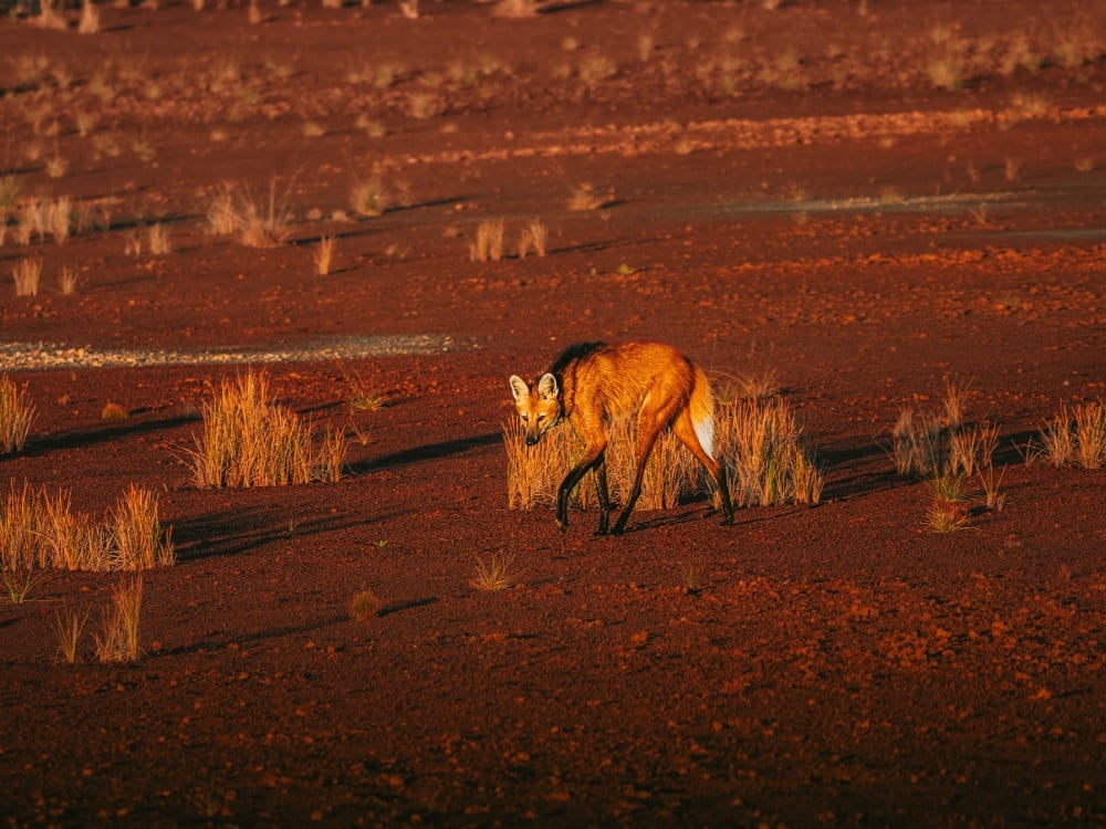 Un grand loup à crinière marchant dans l'herbe sèche de la savane brésilienne sous la douce lumière de la fin d'après-midi. Un grand loup à crinière marchant dans l'herbe sèche de la savane brésilienne sous la douce lumière de la fin d'après-midi.