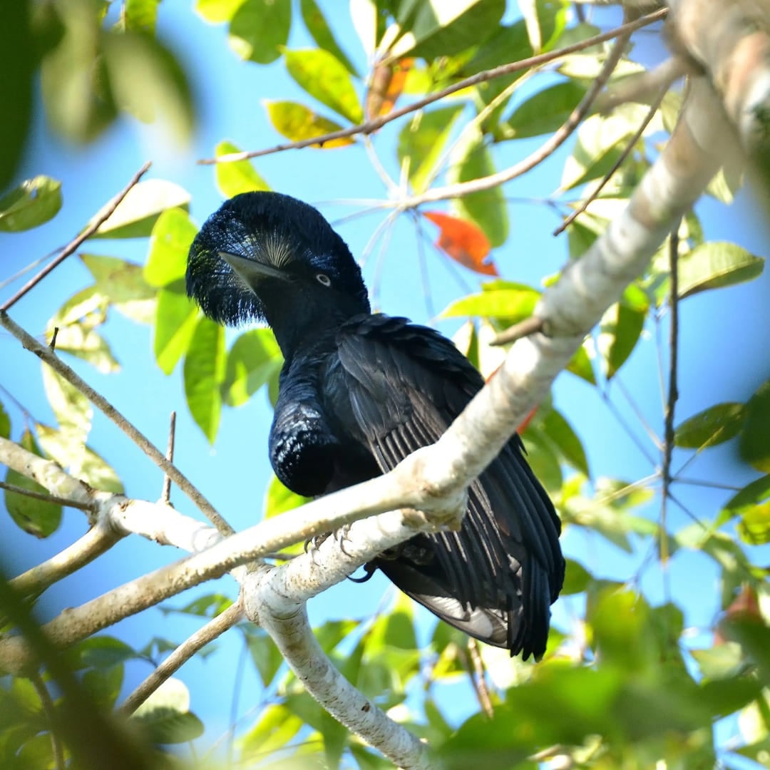 Un oiseau noir exotique avec une crête proéminente perché sur une branche verte lors d'une excursion d'observation des oiseaux en Amazonie. Un oiseau noir exotique avec une crête proéminente perché sur une branche verte lors d'une excursion d'observation des oiseaux en Amazonie.