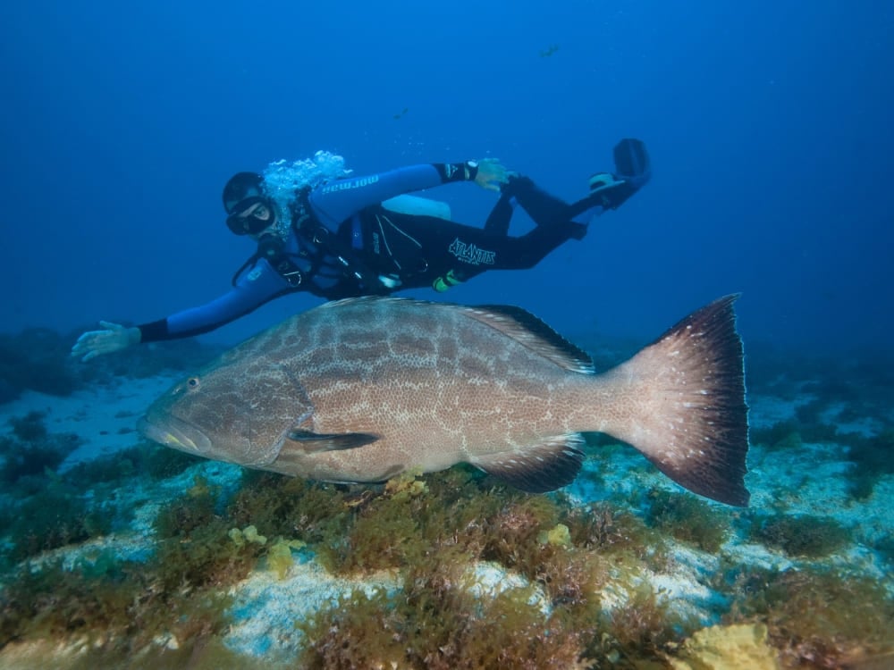 Un plongeur sous-marin explorant l'océan bleu nageant les bras ouverts juste au-dessus d'un gros poisson près du fond marin. Un plongeur sous-marin explorant l'océan bleu nageant les bras ouverts juste au-dessus d'un gros poisson près du fond marin.