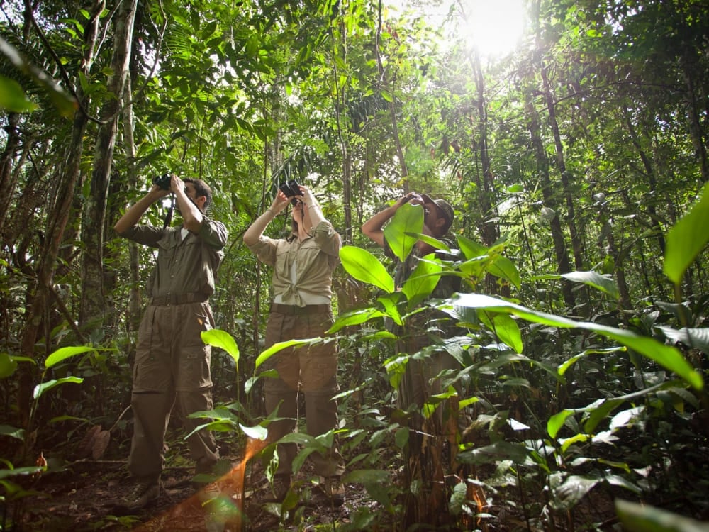 Trois personnes explorant la forêt tropicale avec des jumelles lors de l'une des meilleures excursions au Brésil. Trois personnes explorant la forêt tropicale avec des jumelles lors de l'une des meilleures excursions au Brésil.