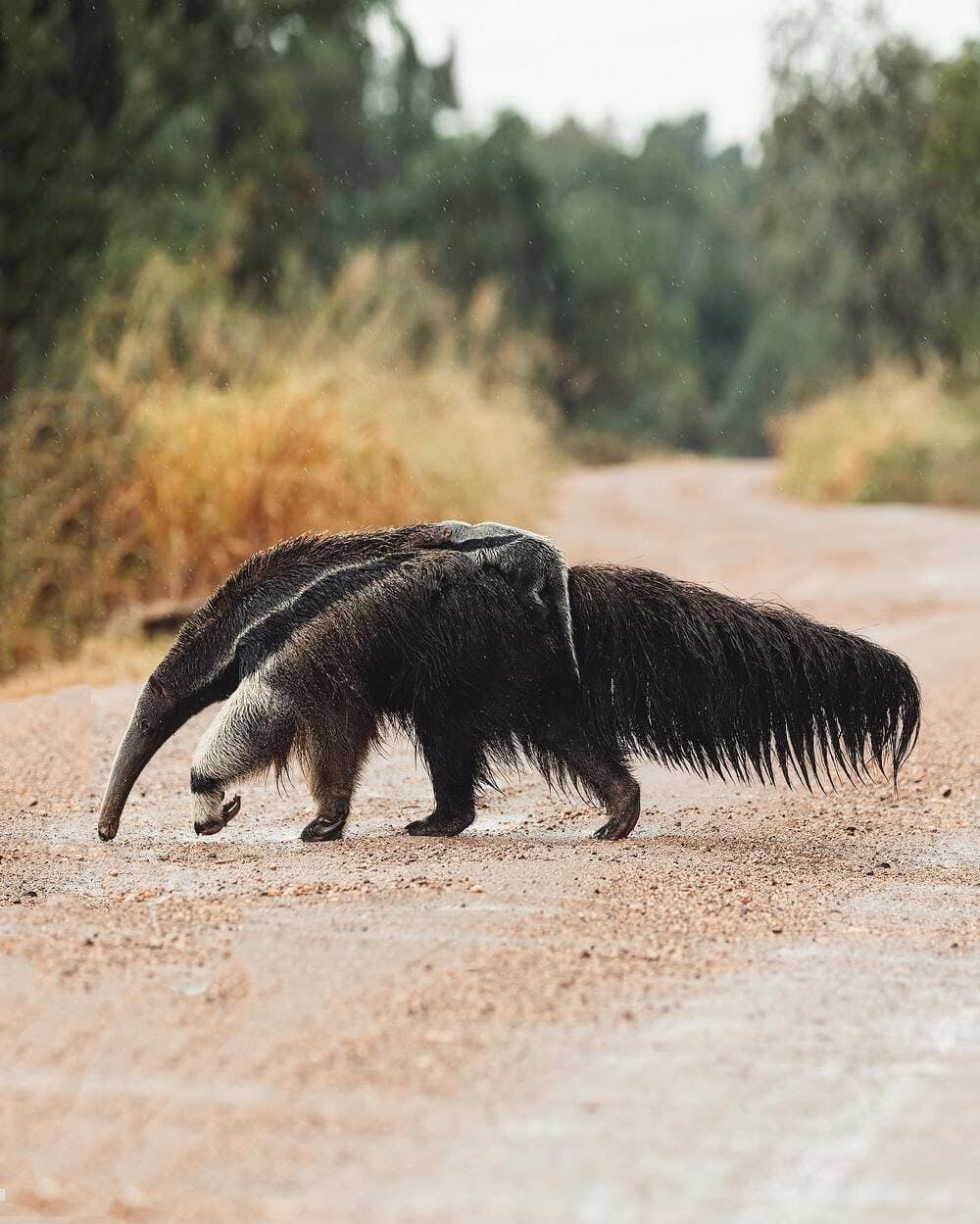 Un fourmilier géant marchant le long d'un chemin de terre lors d'une excursion pour la découverte de la faune du Pantanal. Un fourmilier géant marchant le long d'un chemin de terre lors d'une excursion pour la découverte de la faune du Pantanal.