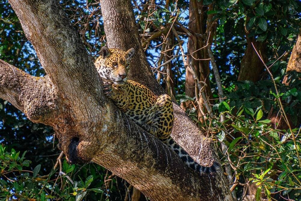 Un jaguar camouflé se reposant sur le tronc d'un grand arbre lors d'un éco-safari de luxe. Un jaguar camouflé se reposant sur le tronc d'un grand arbre lors d'un éco-safari de luxe.