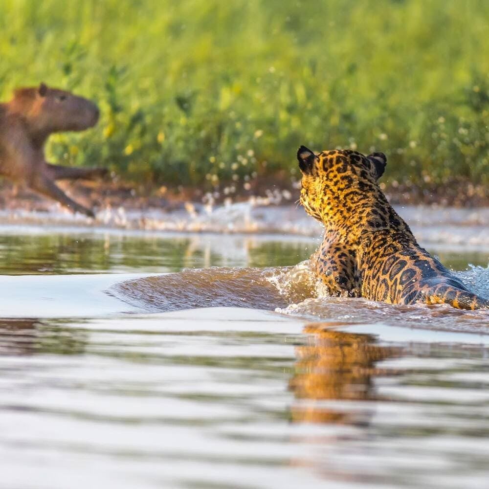 Un jaguar nageant dans une rivière tout en observant un capybara courir sur la berge lors d'un safari dans le Pantanal. Un jaguar nageant dans une rivière tout en observant un capybara courir sur la berge lors d'un safari dans le Pantanal.