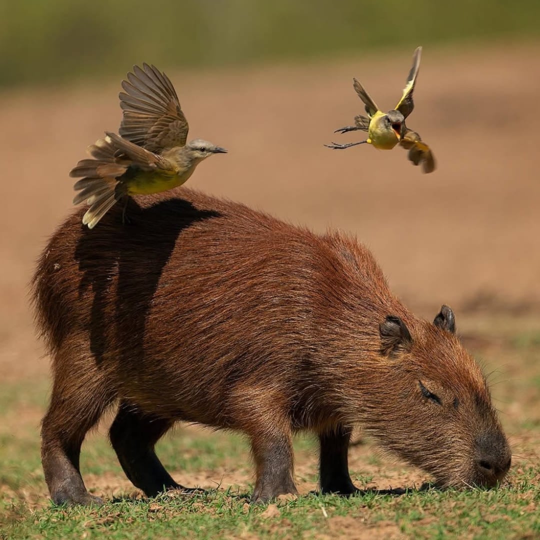 Un capybara broutant sur l'herbe avec de petits oiseaux volant autour et perchés sur son dos. Un capybara broutant sur l'herbe avec de petits oiseaux volant autour et perchés sur son dos.