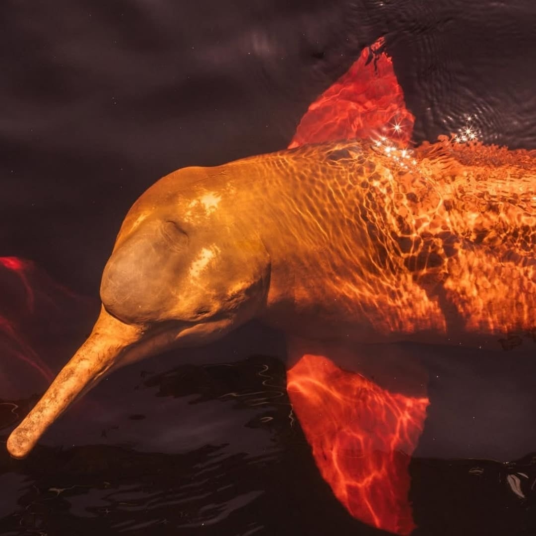 Un dauphin rose de rivière nageant gracieusement juste sous la surface dans les eaux sombres d'une rivière brésilienne. Un dauphin rose de rivière nageant gracieusement juste sous la surface dans les eaux sombres d'une rivière brésilienne.