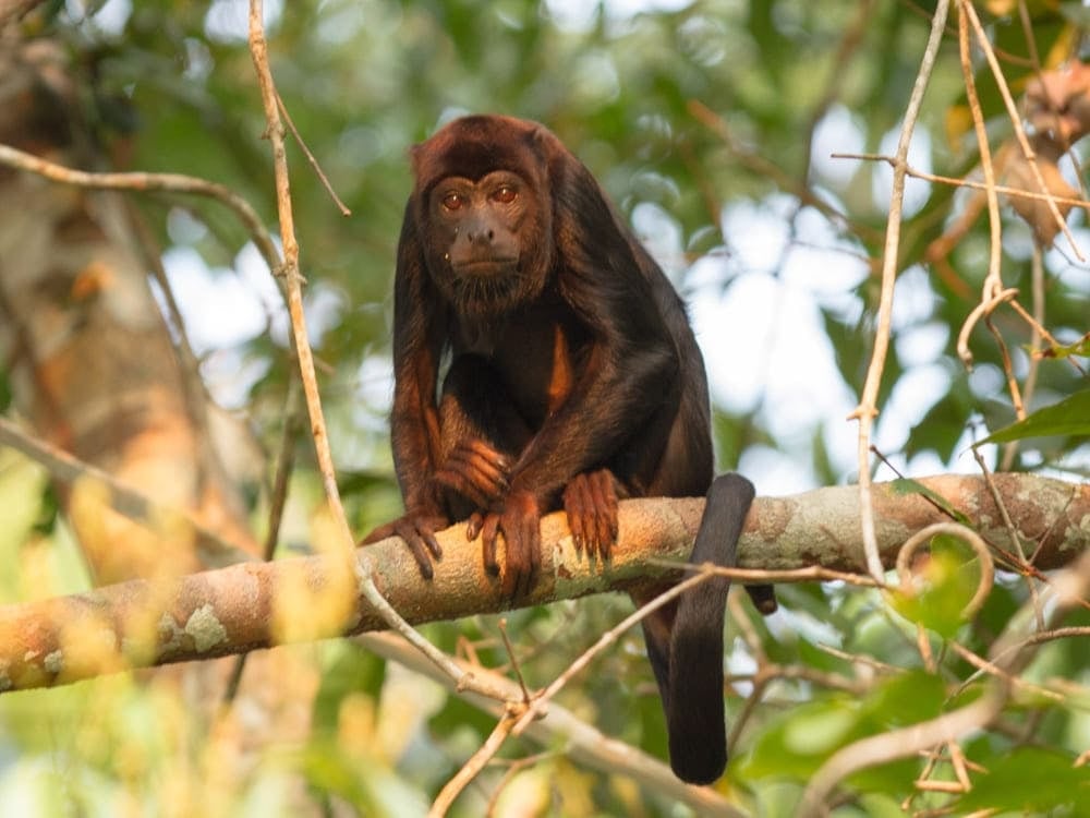 Un singe à fourrure sombre assis sur une branche d'arbre lors d'un circuit axé sur la faune en Amazonie. Un singe à fourrure sombre assis sur une branche d'arbre lors d'un circuit axé sur la faune en Amazonie.