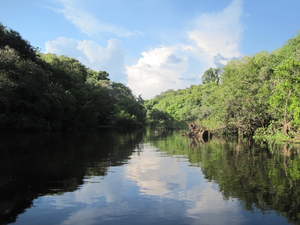 Calm river waters reflect the bright blue sky, surrounded by the dense green vegetation of the Amazon Rainforest during a boat tour. Calm river waters reflect the bright blue sky, surrounded by the dense green vegetation of the Amazon Rainforest during a boat tour.