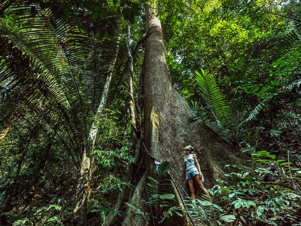 Mulher em pé admirando o tronco gigante e imponente de uma árvore antiga em meio à densa vegetação verde da Floresta Amazônica. Mulher em pé admirando o tronco gigante e imponente de uma árvore antiga em meio à densa vegetação verde da Floresta Amazônica.