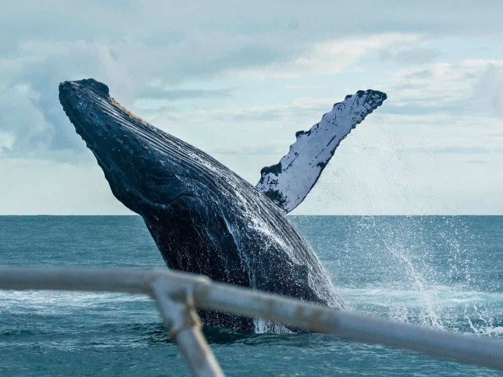 Bultrugwalvis breekt het oceaanoppervlak nabij een boot in het Nationaal Marien Park Abrolhos. Bultrugwalvis breekt het oceaanoppervlak nabij een boot in het Nationaal Marien Park Abrolhos.