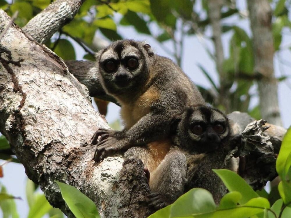 Twee apen rusten op een boomtak in het Amazone regenwoud van het Nationaal Park Jaú. Twee apen rusten op een boomtak in het Amazone regenwoud van het Nationaal Park Jaú.