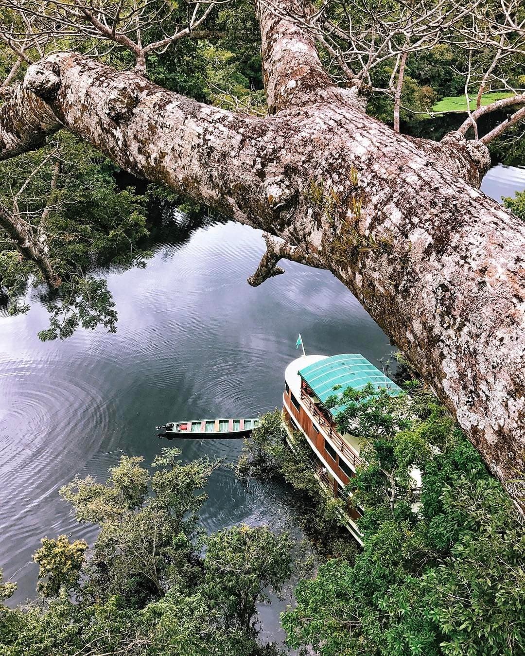 A floresta enquadra a cena melhor do que qualquer fotógrafo. Vista de cima através do tronco imenso e coberto de líquens de uma árvore gigante da floresta, emoldurando um rio escuro abaixo com um barco de cruzeiro fluvial em madeira e uma pequena canoa atracados à beira da mata