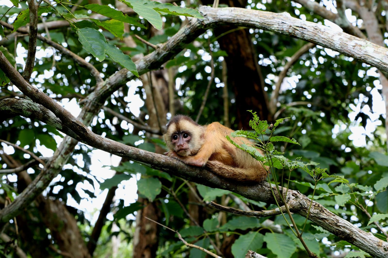 Le regard qui dit : c'est mon arbre, vous êtes juste de passage. Un singe capucin allongé sur une branche dans la forêt amazonienne au Brésil, fixant l'objectif à travers un feuillage dense et vert
