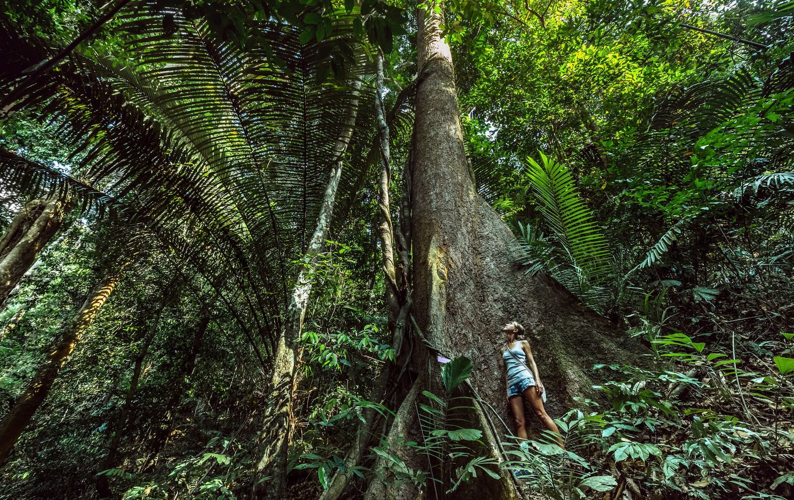 Certains arbres vous rappellent poliment votre place dans l'univers. Une voyageuse se tient minuscule contre les contreforts immenses d'un arbre géant de la forêt amazonienne au Brésil, les yeux levés vers la canopée