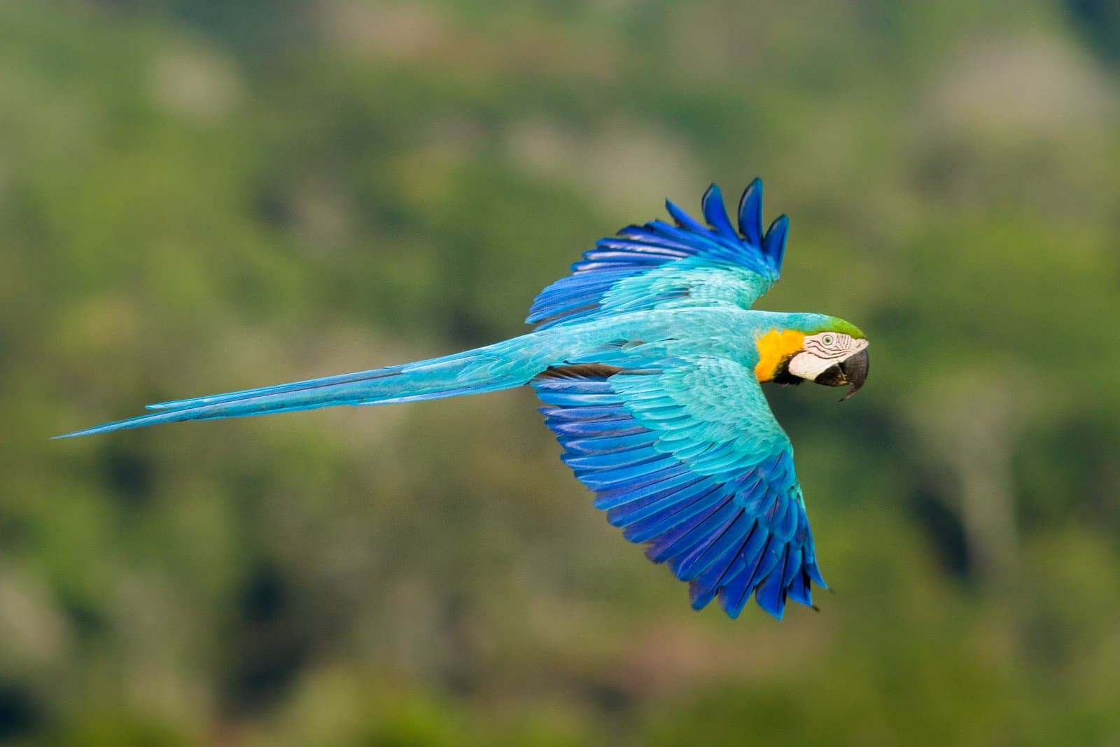 Envergure totale, cap décidé. Cet ara ne doute jamais de sa direction. Photo: Jorge Lopes Un ara bleu-et-jaune en plein vol lors d'une observation des oiseaux en forêt amazonienne, ses plumes turquoise et bleu cobalt déployées sur un fond de canopée verte et floue
