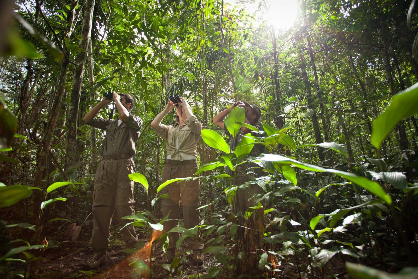 Trois paires de jumelles, une seule branche, un silence parfait. Photo: Samuel Melim Trois visiteurs munis de jumelles scrutent la canopée lors d'une excursion d'observation des oiseaux en forêt amazonienne, entourés d'une végétation tropicale dense et de grands arbres
