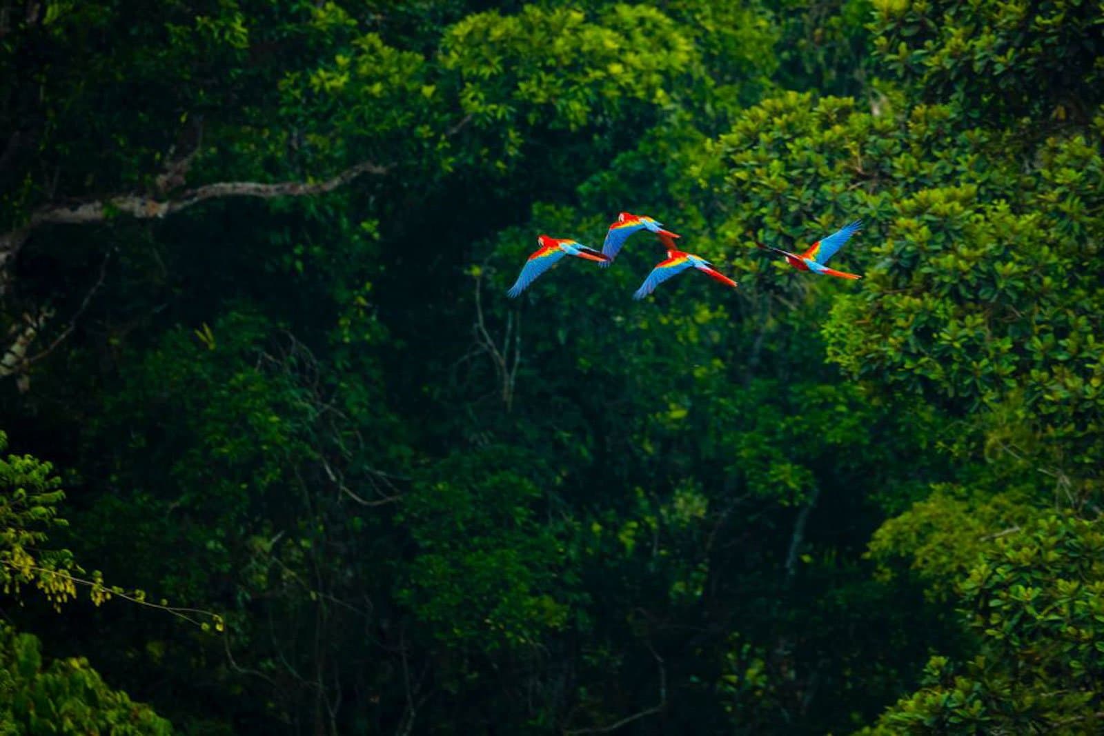 Observation des oiseaux en Amazonie, Brésil Observation des oiseaux en Amazonie, Brésil