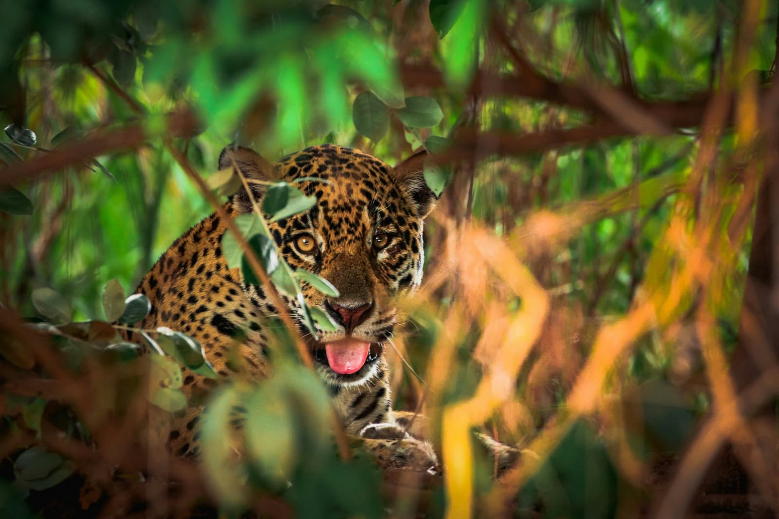 Found you. The jaguar, however, found us first. A jaguar peers through dense green foliage with mouth open and tongue out on a Pantanal Jaguar Photography Tour, its amber eyes locked directly on the camera