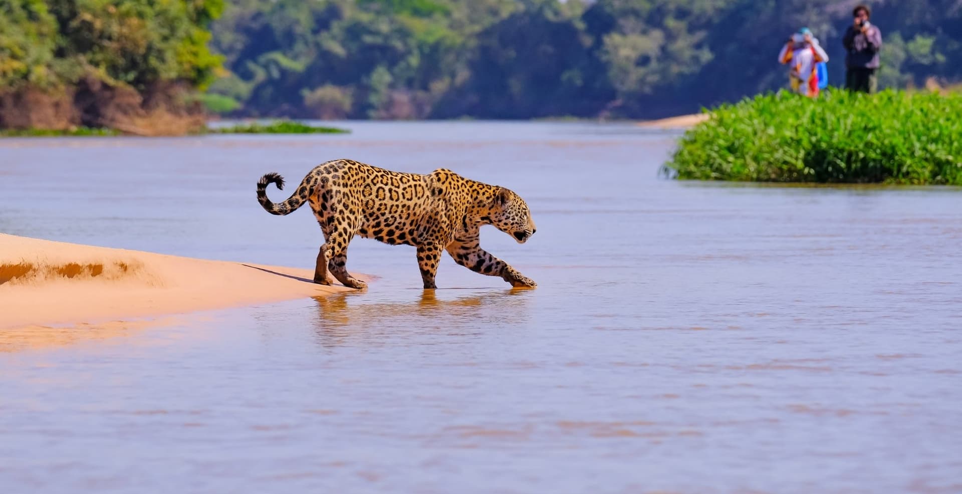 Jaguar-Foto-Tour im Pantanal: 6-tägige Wildtier-Safari Jaguar-Foto-Tour im Pantanal: 6-tägige Wildtier-Safari