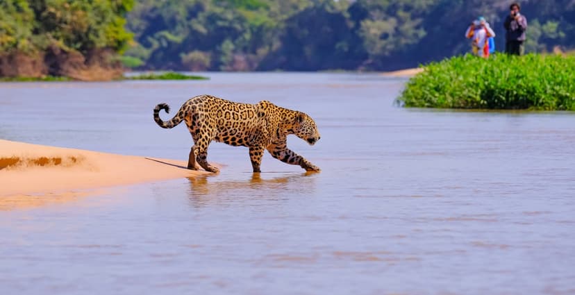Passeio fotográfico com onças-pintadas no Pantanal: safári de vida selvagem de 6 dias Passeio fotográfico com onças-pintadas no Pantanal: safári de vida selvagem de 6 dias