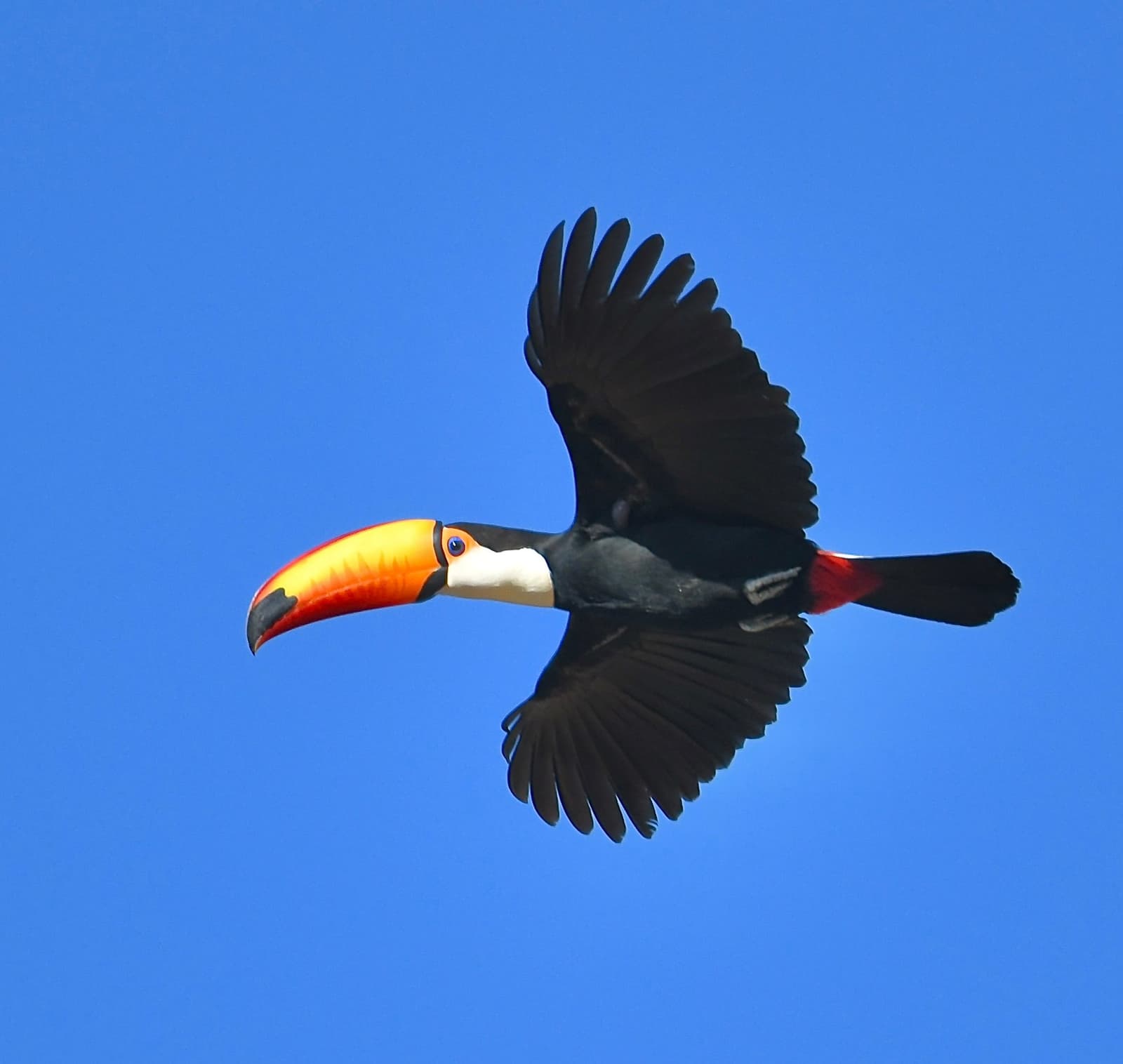 That bill was not designed for subtlety, and the toucan knows it. A toco toucan in flight against a clear blue sky, its large orange-and-yellow bill and black plumage sharply visible during the Pantanal Jaguar Photography Tour