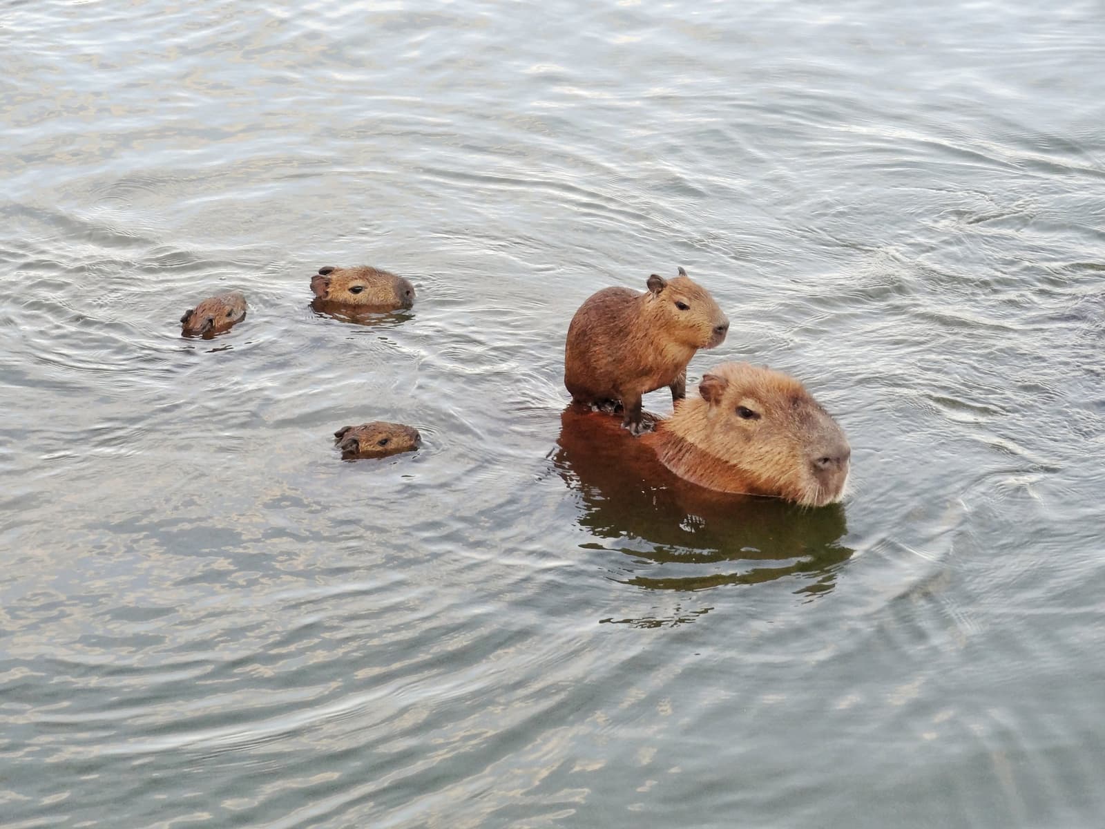 Le petit sur le dos de sa mère, le groupe suit, traversée tranquille, zéro panique. Photo: Yuina Takase Un groupe de capybaras traversant à la nage une étendue d'eau lors d'un safari dans le sud du Pantanal, avec un petit perché sur le dos d'un adulte et trois autres nageant autour