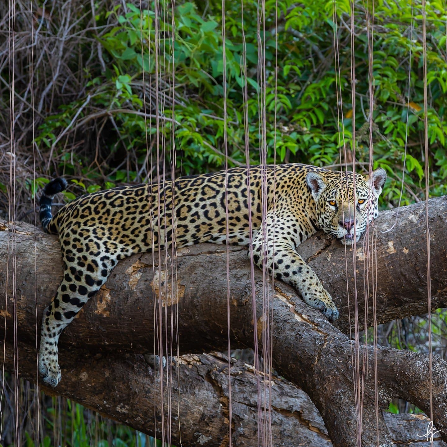 La rive, les troncs, et tout ce qui vient après, c'est son territoire. Un jaguar allongé sur un empilement de grosses bûches, les yeux ambrés fixés vers l'avant à travers des racines aériennes pendantes, feuillage vert dense en arrière-plan.