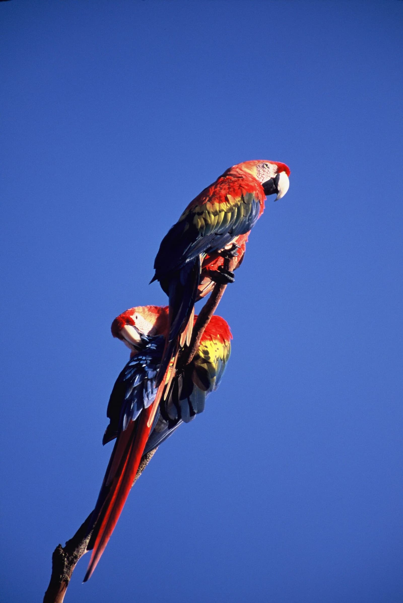 Twee ara's, één tak, en duidelijk geen behoefte aan persoonlijke ruimte. Photo: Scarlet Macaw Twee helderrode ara's met levendig rood, geel en blauw verenkleed samen op een kale tak tegen een strakblauwe lucht