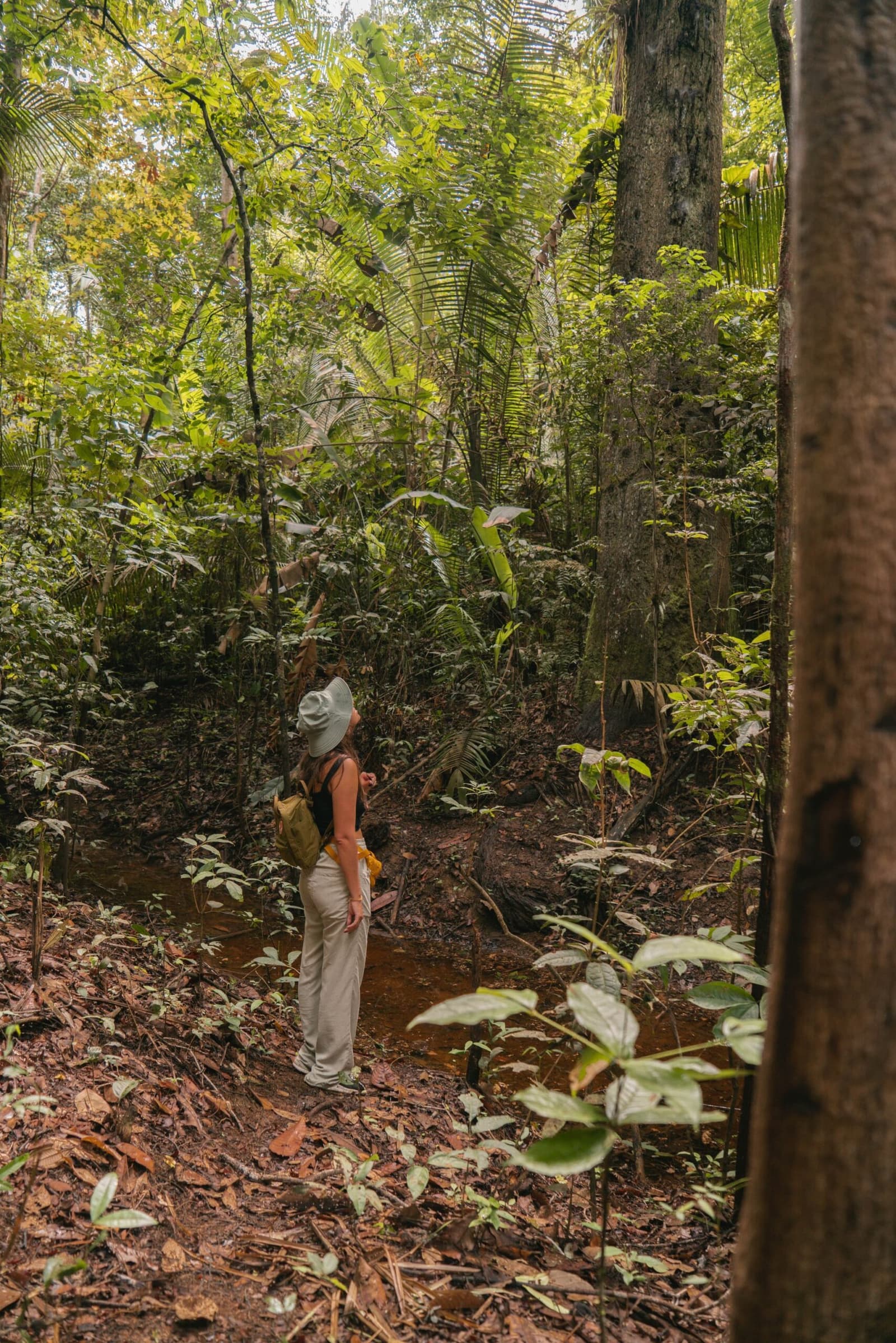 The forest has a way of making you look up and forget what you were thinking about. Photo: Yuri Panichi A solo hiker in a wide-brim hat and backpack looks up into the dense rainforest canopy during an Amazon boutique lodge jungle trek, surrounded by ferns, palms and towering trees