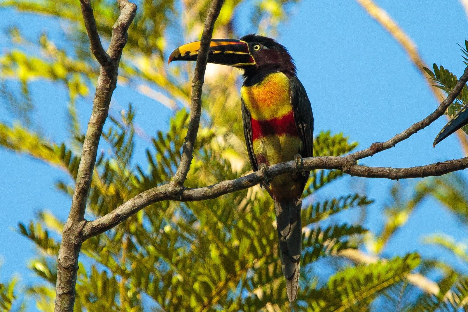 Un oiseau habillé comme s'il avait lu le code couleur et décidé de l'ignorer. Photo: Alex Da Riva Un araçari à oreillons châtains au bec jaune et noir, bande pectorale rouge et plumage vert doré, perché sur une branche nue, avec canopée et ciel bleu en arrière-plan