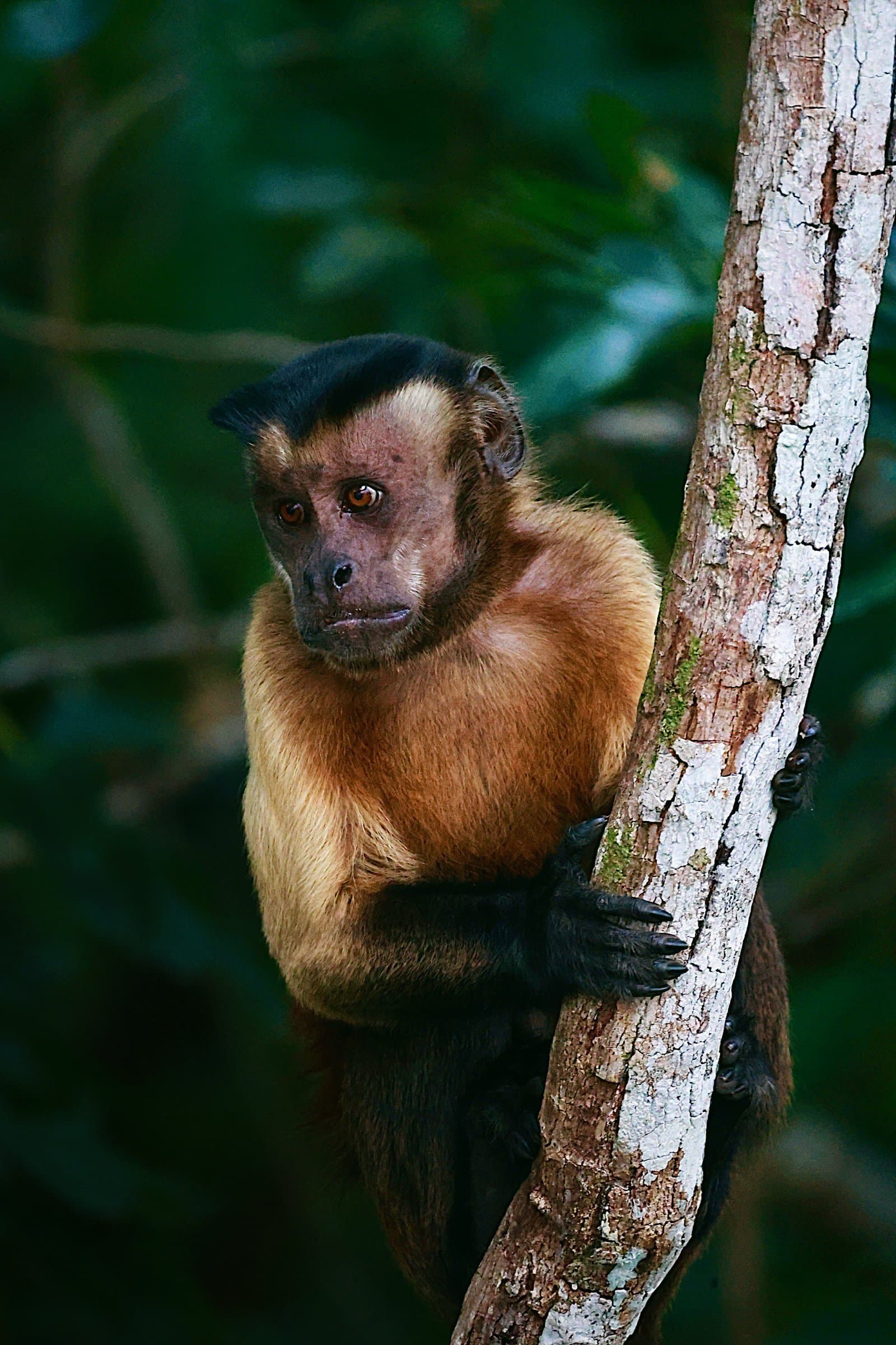 Curioso e sem cerimônia, como só um macaco-prego sabe ser. Um macaco-prego dourado com capuz escuro agarrado a um tronco claro em meio à vegetação exuberante da floresta tropical amazônica