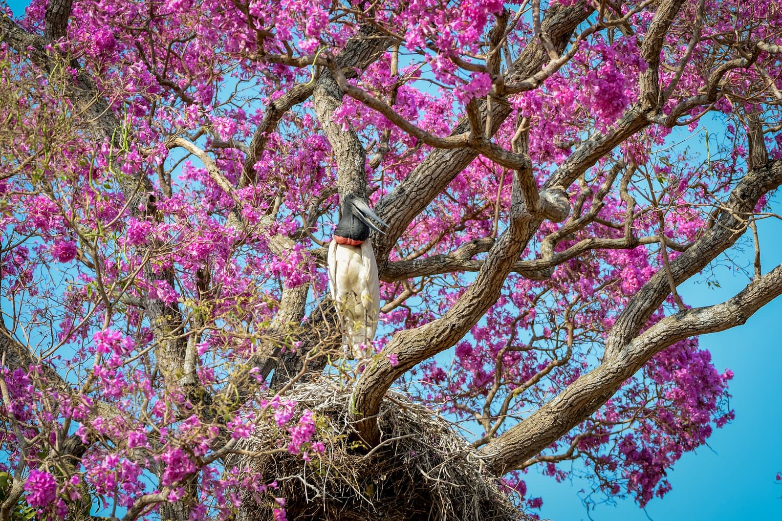 Der größte Vogel des Pantanals weiß, wo er sich niederlassen möchte. Ein Jabiru-Storch steht auf seinem großen Nest in einer blühenden rosa Baumgabel mit leuchtend magentafarbenen Blüten vor blauem Himmel — ein unvergesslicher Anblick auf einer Pantanal-Reise