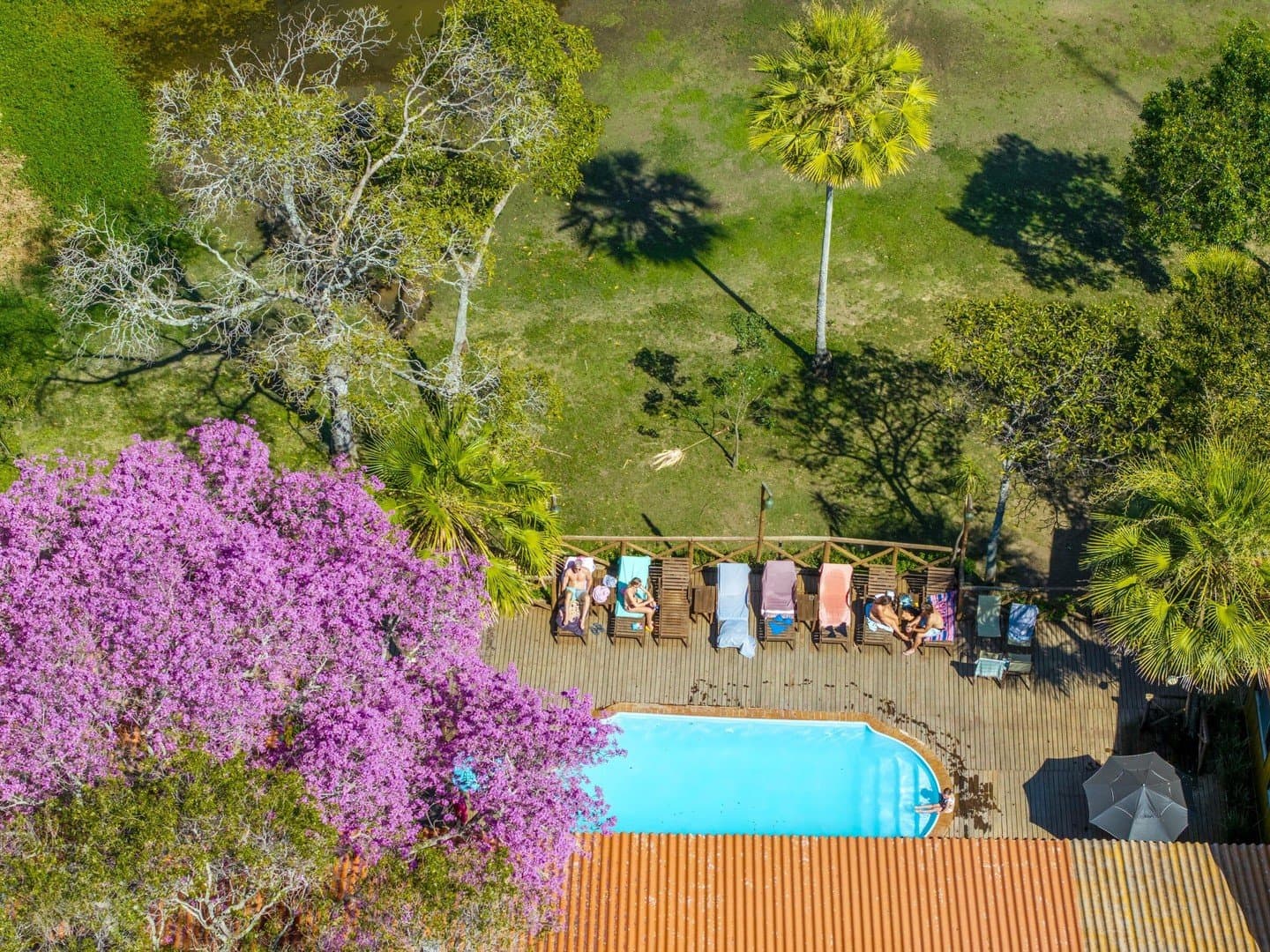 Für solche Nachmittage lohnt sich die Reise allein schon. Luftaufnahme des Pooldecks einer preiswerten Pantanal-Lodge mit Gästen auf Liegestühlen, umgeben von Palmen, grünen Rasenflächen und einem leuchtend lila blühenden Baum