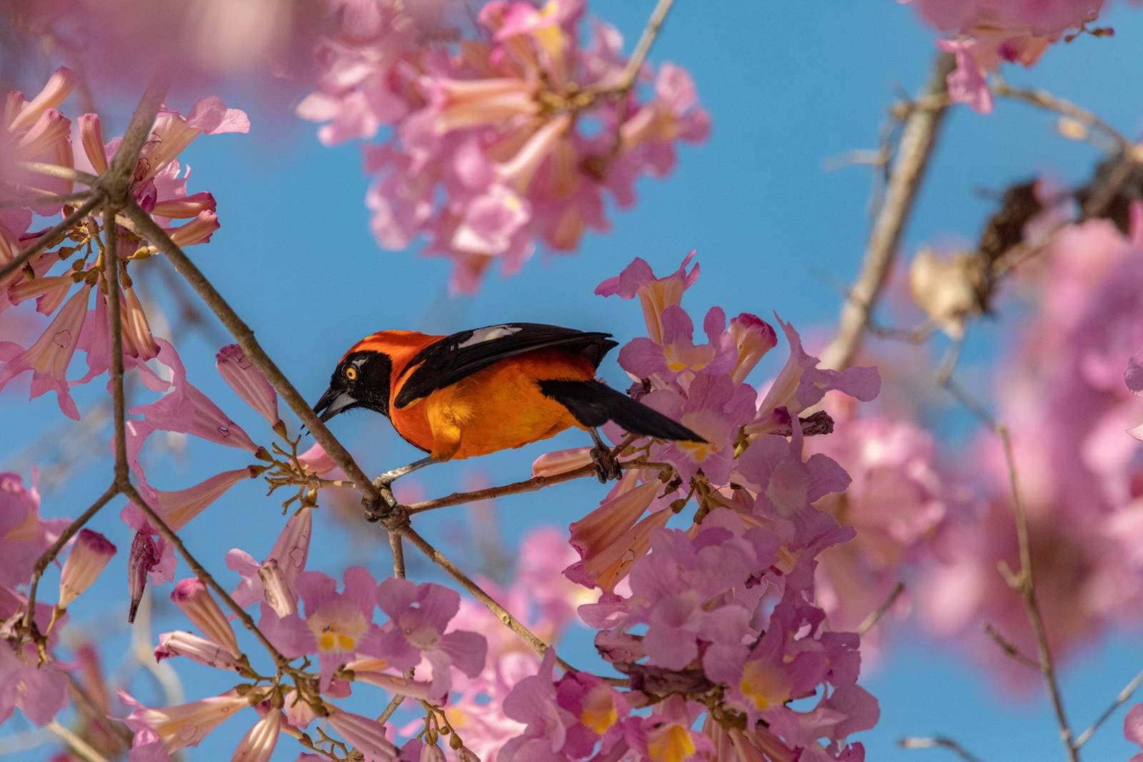 So viel Farbe auf einem einzigen Ast. Ein leuchtend orange-schwarzer Trupial sitzt auf einem Ast inmitten rosa Ipê-Blüten vor blauem Himmel, gesichtet auf einer günstigen Pantanal-Tour