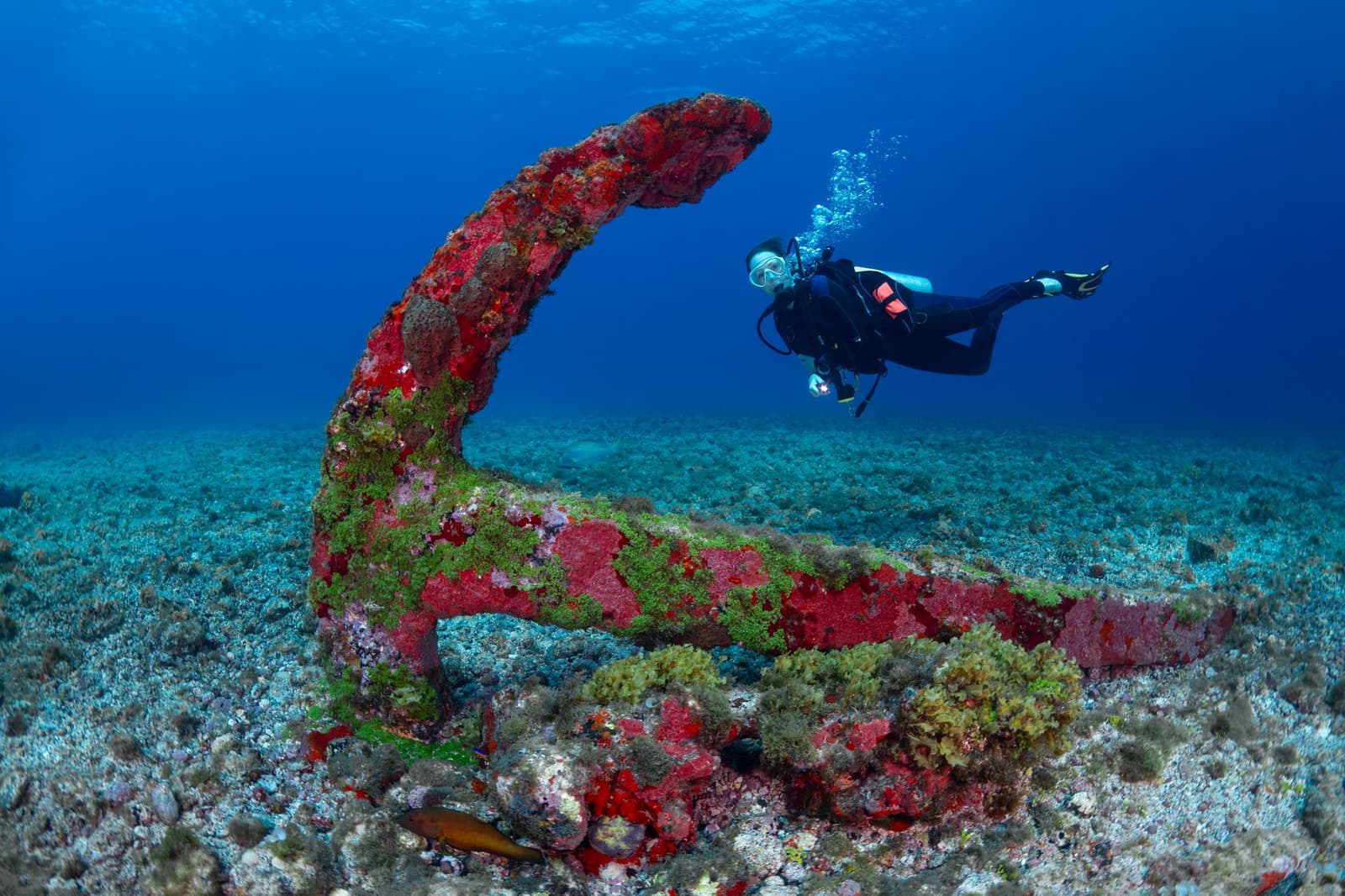Old iron, new life, and a diver quietly taking it all in. Photo: Global_Pics A scuba diver floats behind a large anchor heavily encrusted with red and green marine growth on the sandy seafloor during an Open Water diving course in Fernando de Noronha