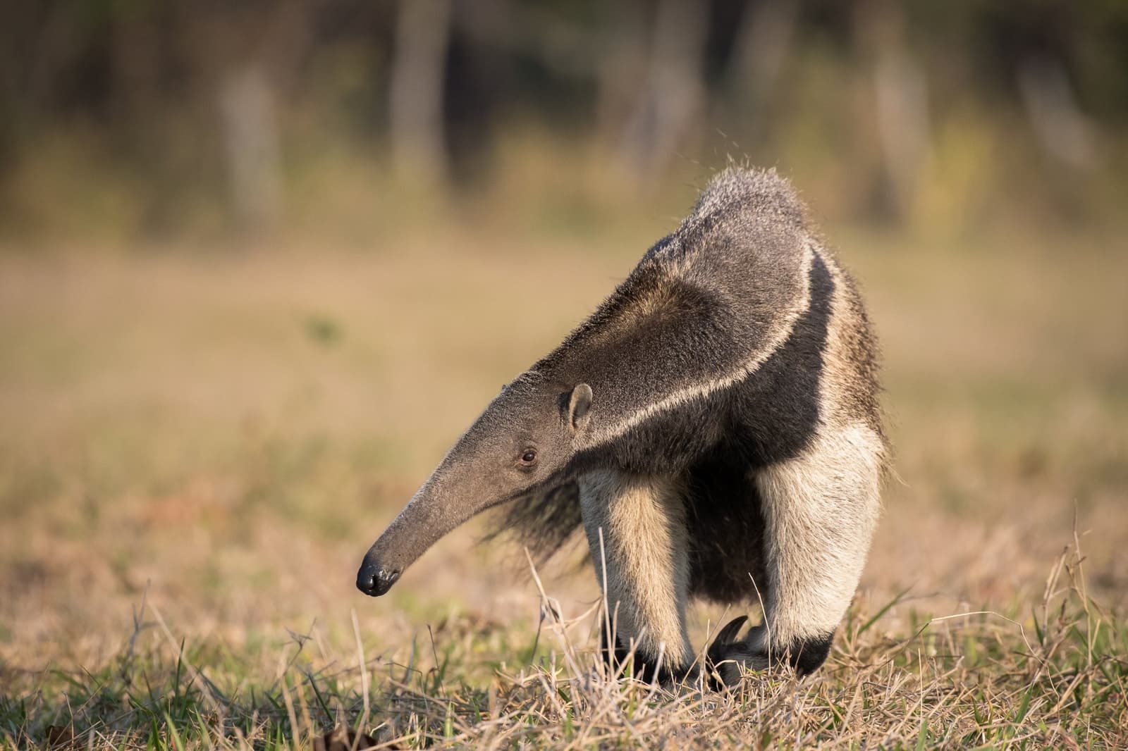 All nose and attitude, heading somewhere only it knows. A giant anteater walks across dry open grassland on a Pantanal Jaguar Photography Tour, its distinctive long snout and bold black-and-white shoulder stripe clearly visible in warm morning light