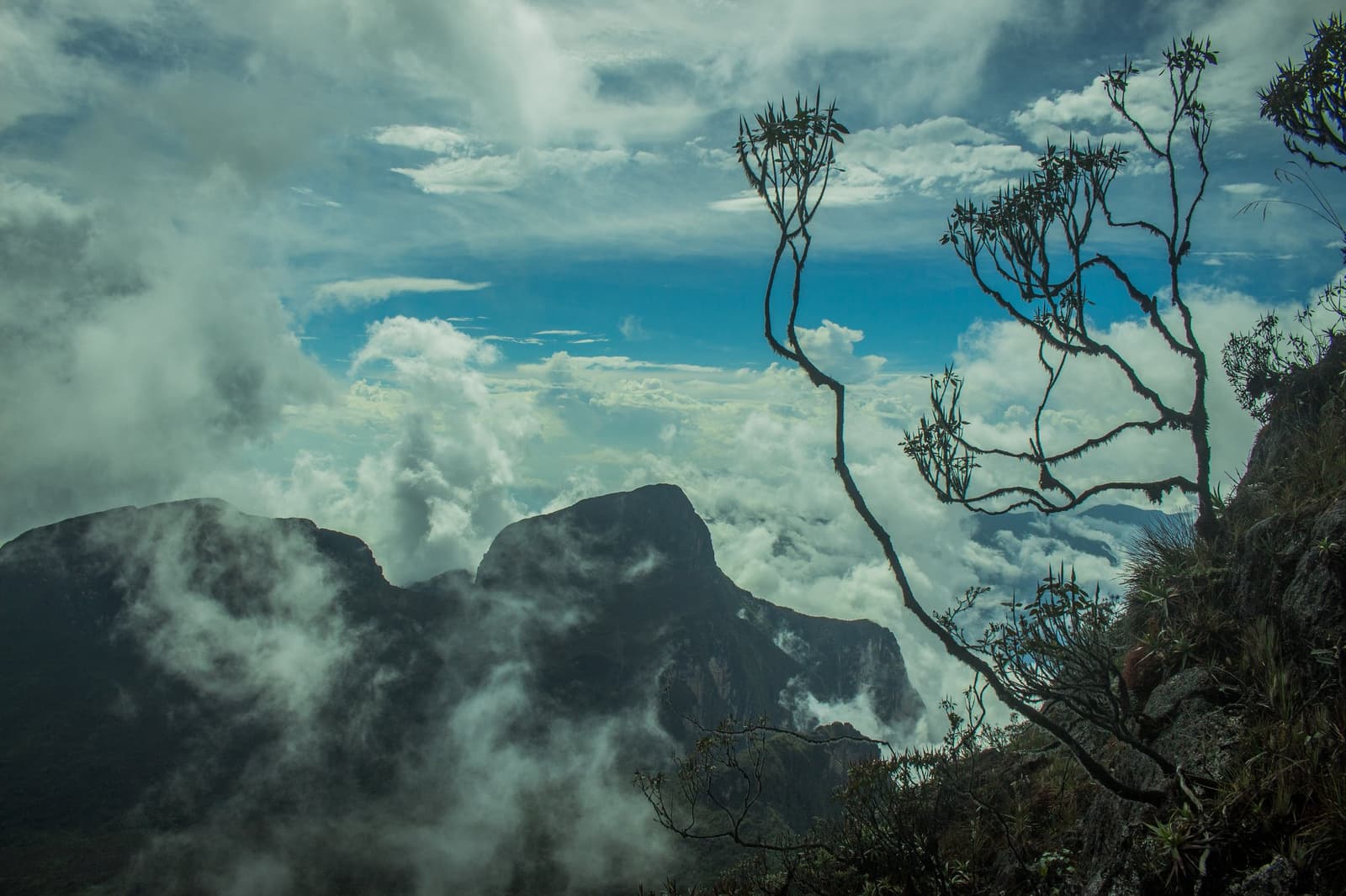Hier liggen de wolken ónder je, en de berg heeft nog niet alles gezegd. Uitzicht op grote hoogte tijdens de Pico da Neblina Expeditie, met rotsachtige toppen die door een zee van witte wolken steken, een kale, kronkelige boom als silhouet tegen een strakblauwe lucht, en hooglandstruiken die zich vastklampen aan de voorgrondkam