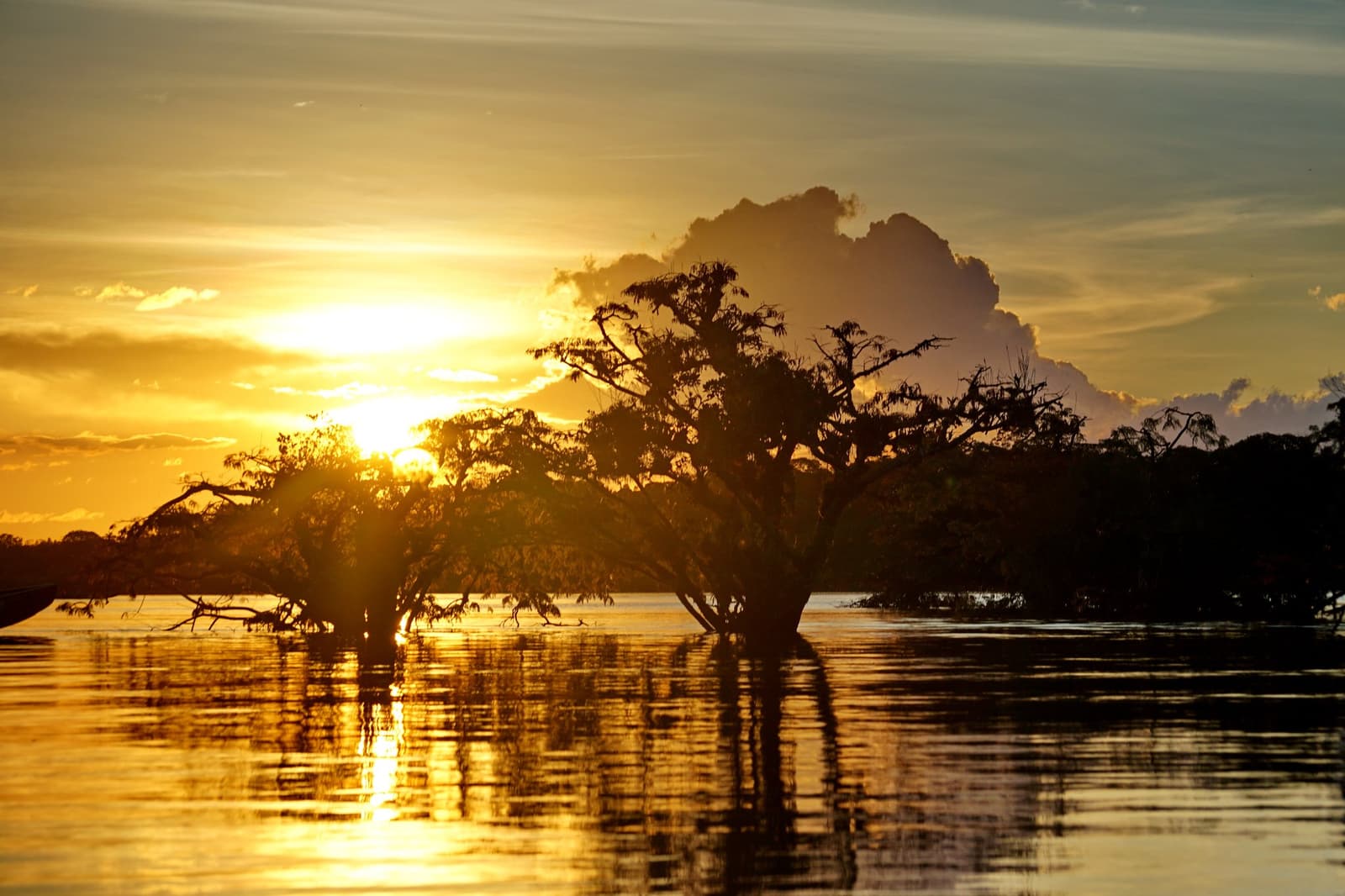 Het Amazonegebied kleurt goud aan de randen, en de bomen staan er gewoon bij, voeten in het water. Photo: ANPerryman Silhouetten van ondergelopen bomen rijzen op uit spiegelstil water tijdens een gouden zonsondergang op een Pico da Neblina Expeditie, met een groot cumuluswolk verlicht door de ondergaande zon