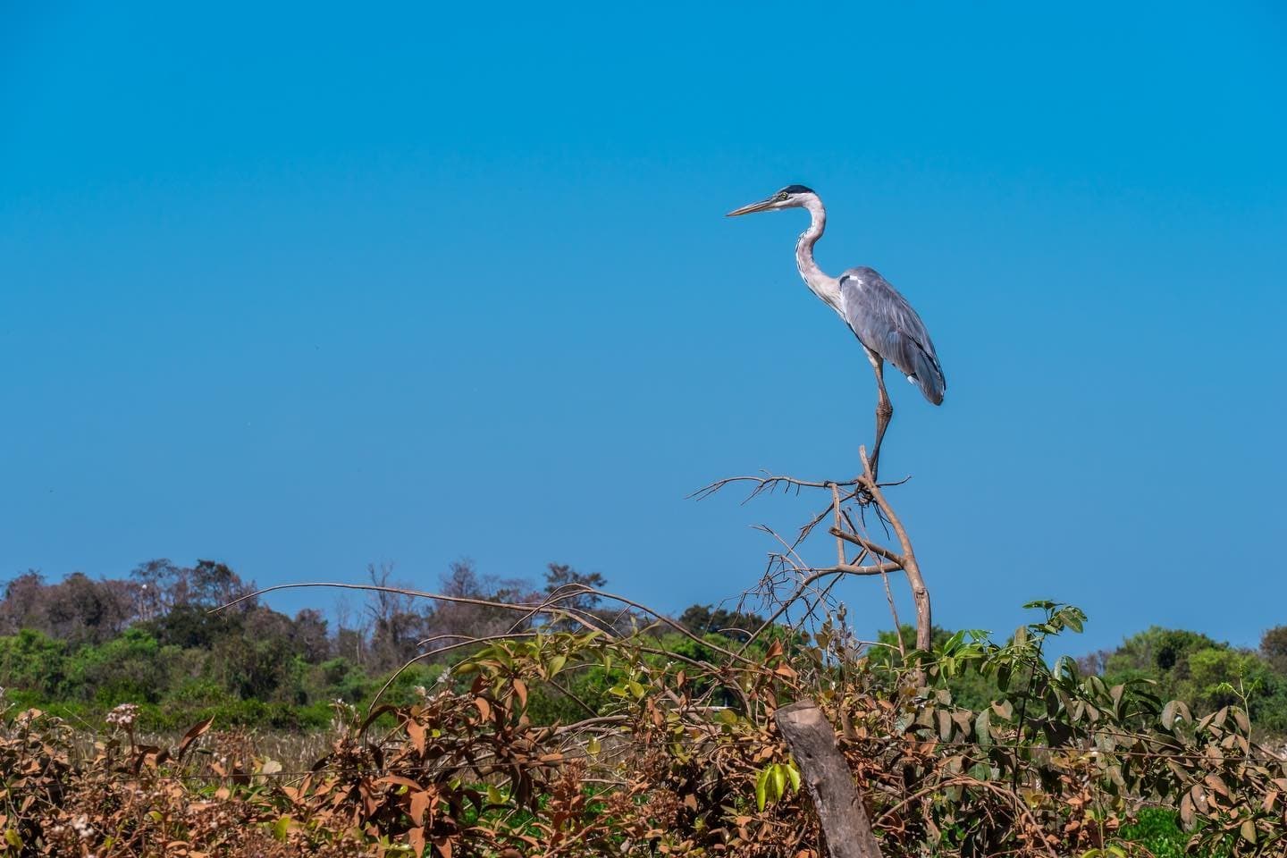 La patience comme mode de vie, il a clairement opté pour la formule longue durée. Un héron cocoi perché au sommet d'une branche nue sur fond de ciel bleu intense lors d'un safari dans le sud du Pantanal, avec une végétation riveraine mixte en contrebas